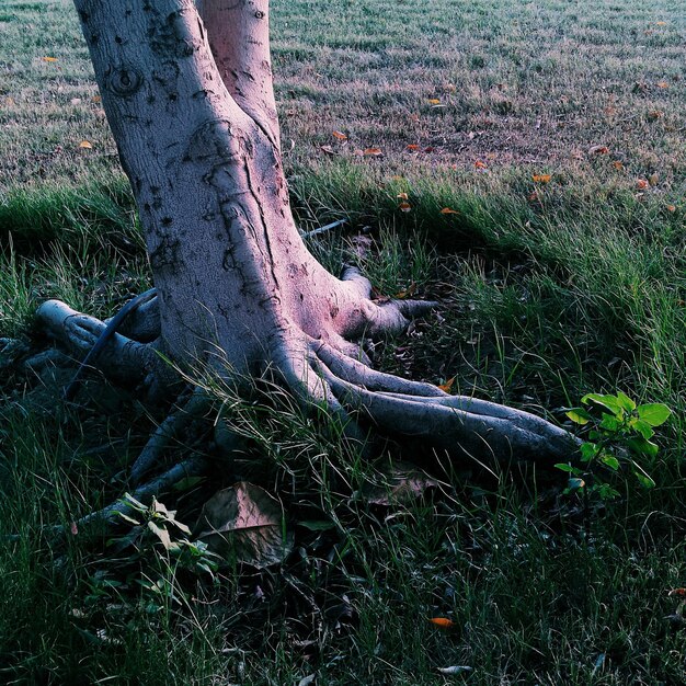 Photo trees on field