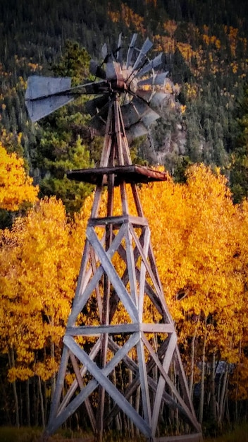 Foto alberi sul campo