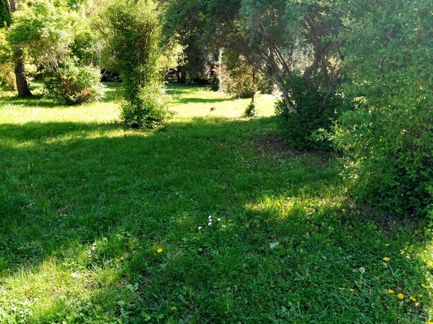 Trees on field