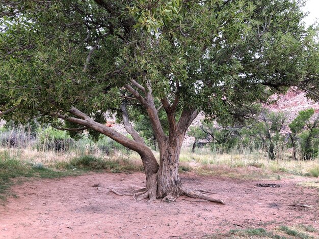 Foto alberi sul campo