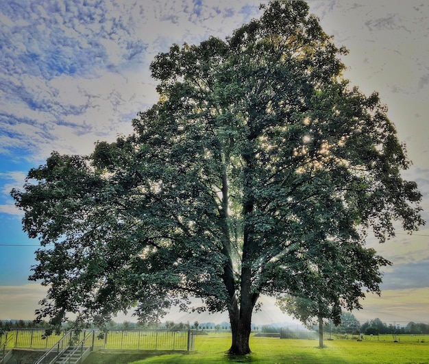 Foto alberi sul campo