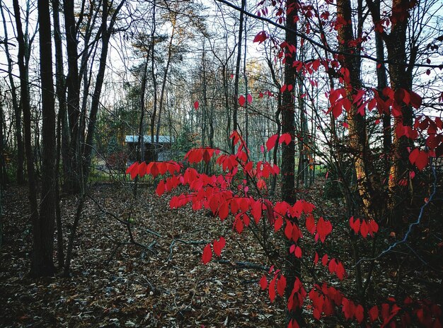 Foto alberi sul campo