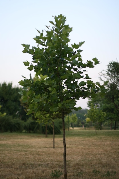 Foto alberi sul campo