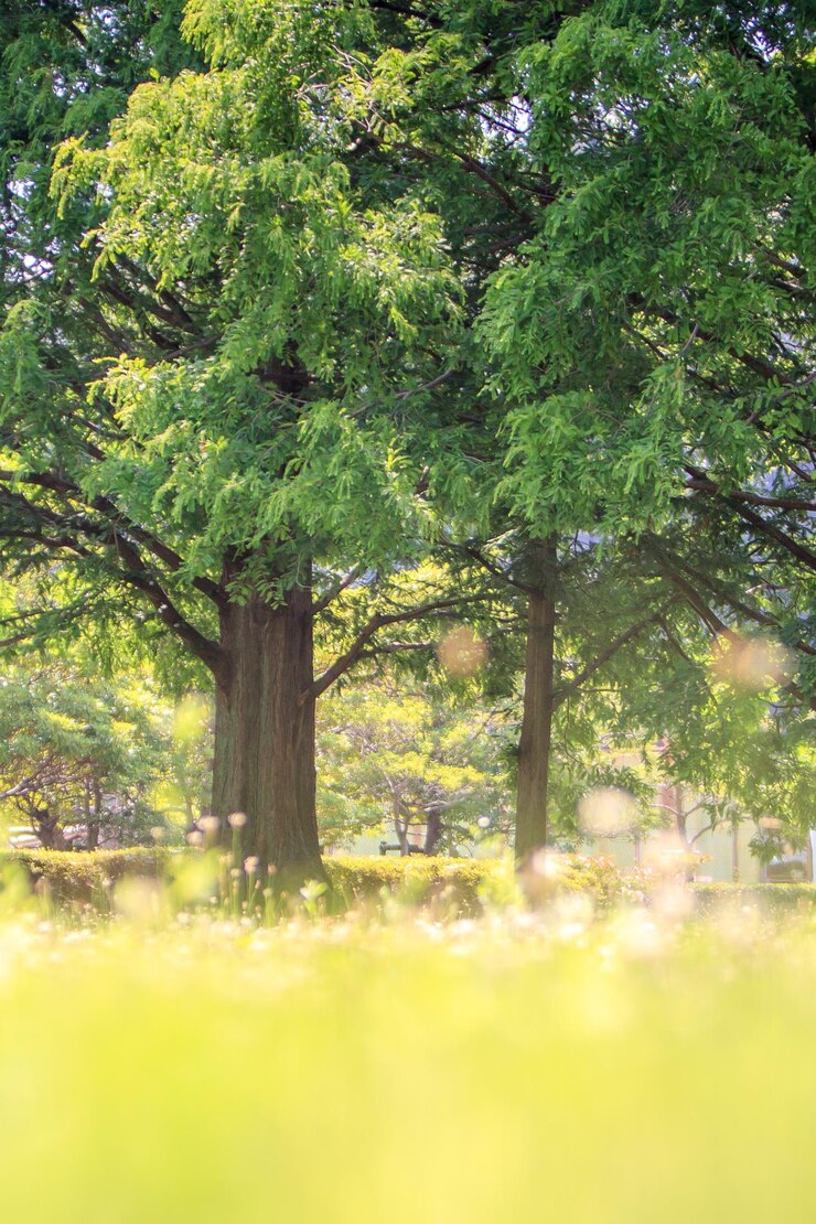 Photo 畑の木々
