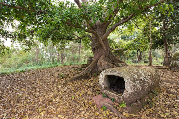 Foto alberi sul campo