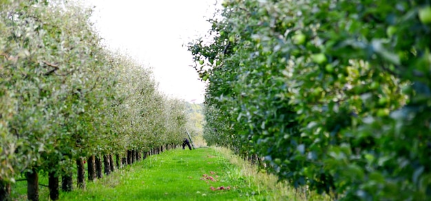 Foto alberi sul campo