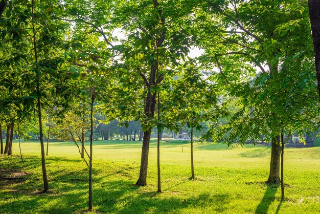 Trees on field