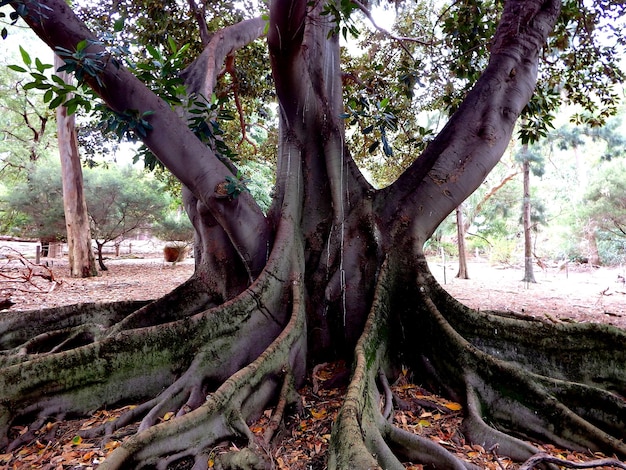 Foto alberi sul campo