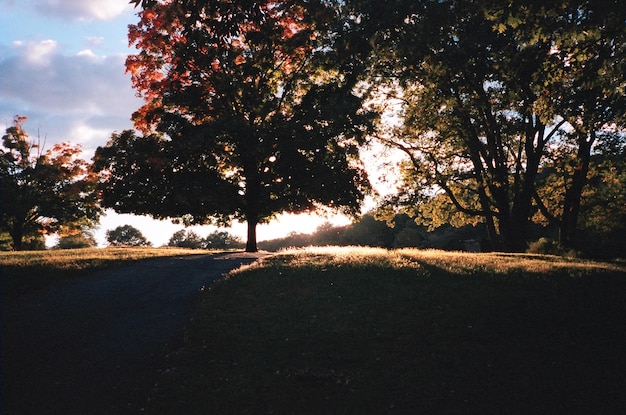 Photo trees on field