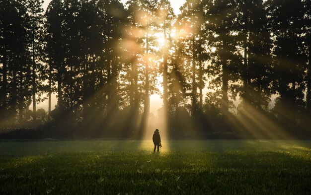 Foto alberi sul campo