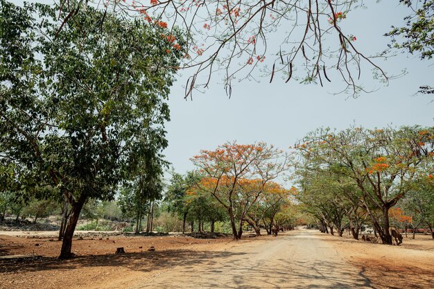 Photo trees on field