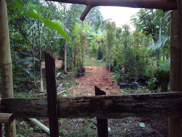 Foto alberi sul campo