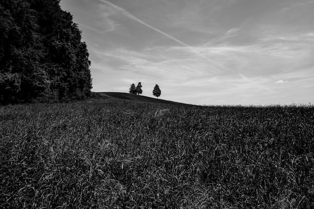 Trees on field