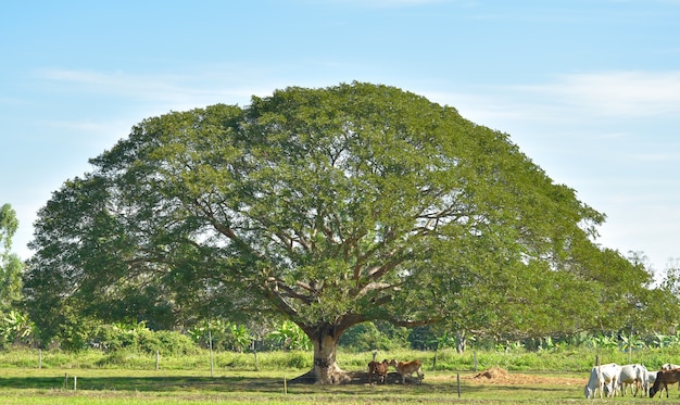 Photo trees in the field