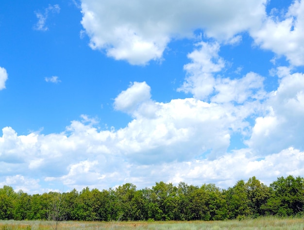 Trees in the field