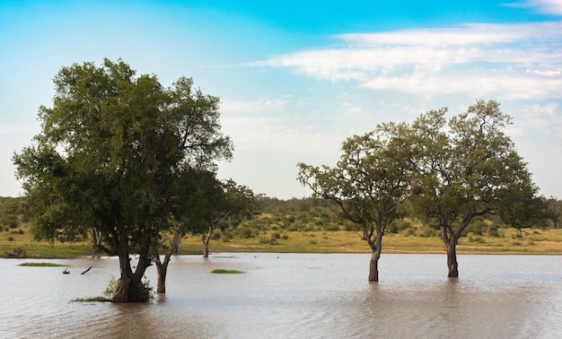 Trees in a flooded landscape