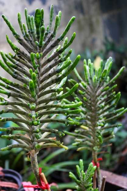 Foto alberi e fiori nei giorni di pioggia