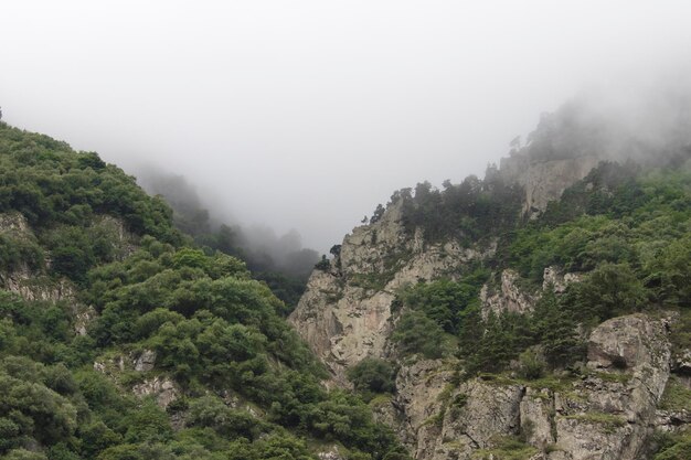 Trees in the fog on the cliffs