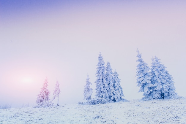 Trees in the fog