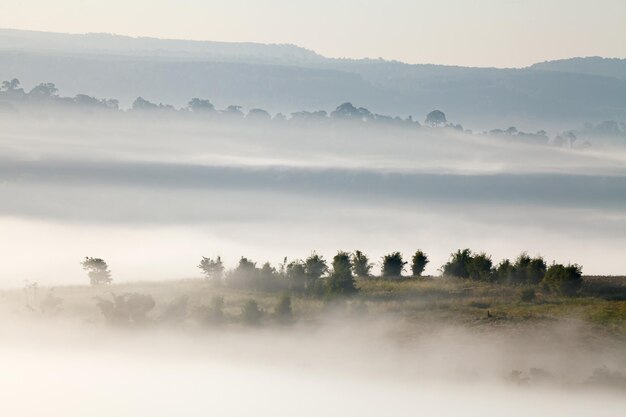 Trees in fog