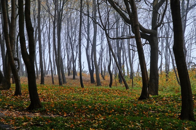 Trees in foggy autumn public park