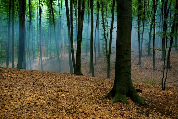 Trees in Foggy day in a forest