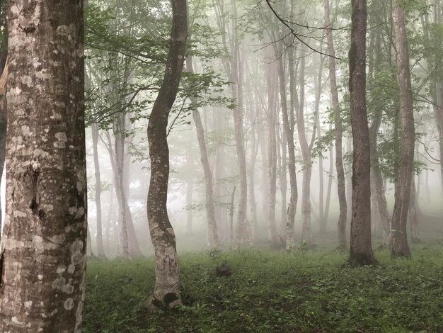 Photo trees in foggy forest