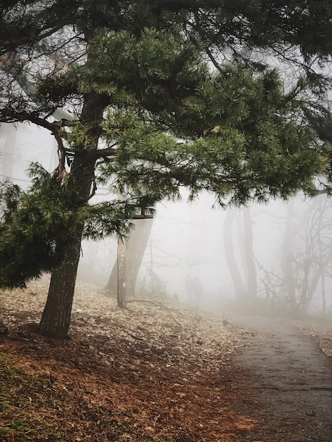 Photo trees in foggy park