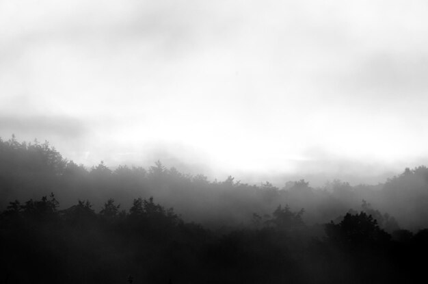 Photo trees in foggy weather against sky