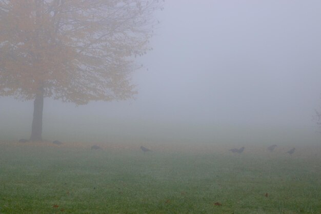 Photo trees in foggy weather