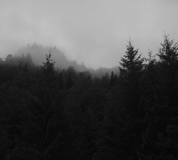 Photo trees in foggy weather