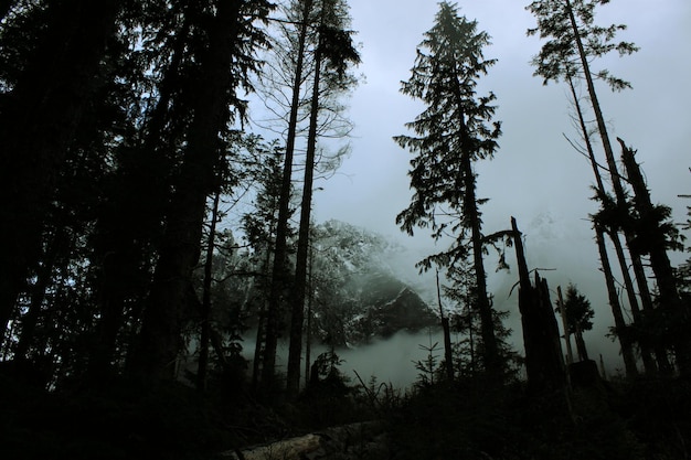 Photo trees in foggy weather