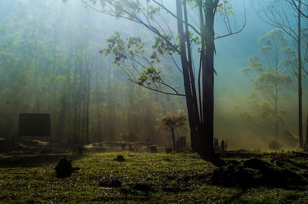 trees in foggy weather