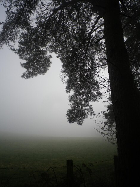 Foto alberi in tempo di nebbia