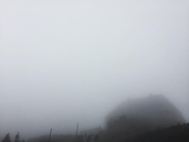 Foto alberi in tempo di nebbia