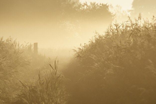 Photo trees in foggy weather