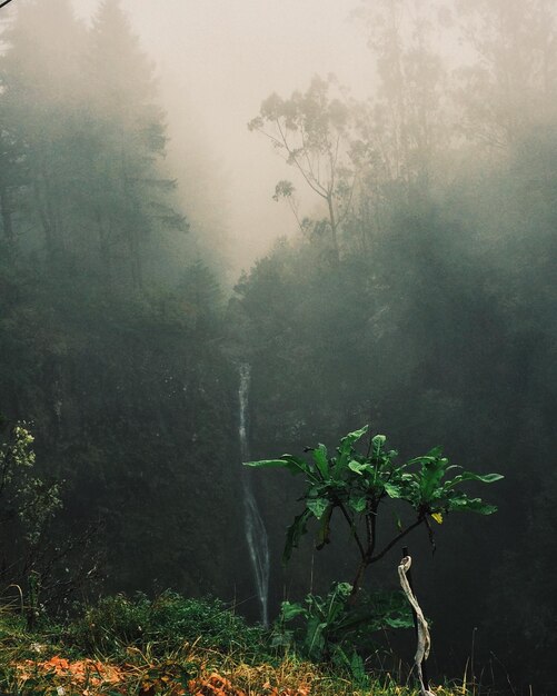 Foto alberi in tempo di nebbia