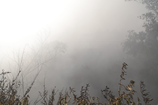 Photo trees in foggy weather