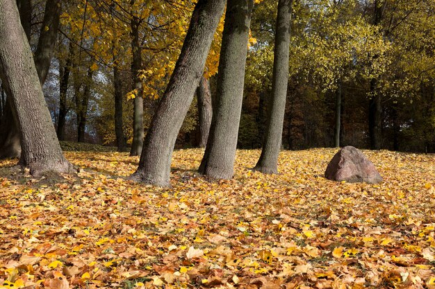 trees and foliage in the autumn