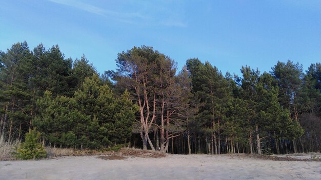 Trees in forest against clear blue sky