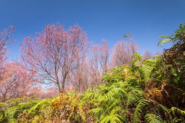 Trees in forest against clear blue sky