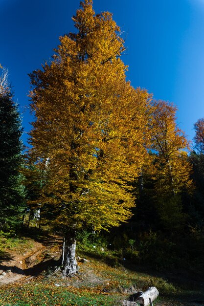 Trees in forest against clear sky during autumn