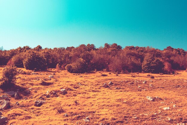 Photo trees in forest against clear sky