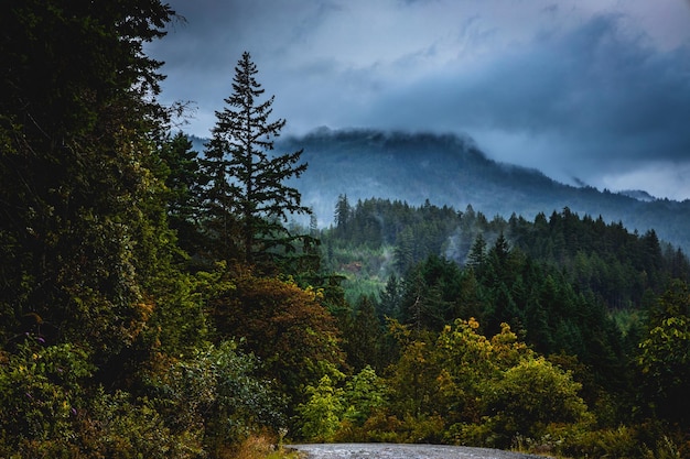 trees in forest against sky during autumn