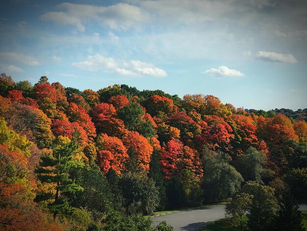 Photo trees in forest against sky during autumn