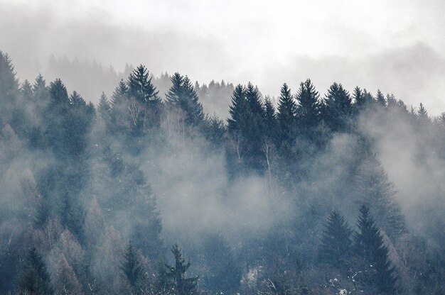 Trees in forest against sky during foggy weather