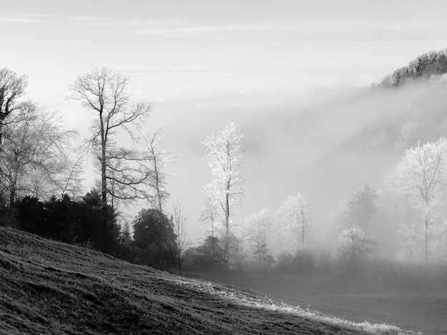 Trees in forest against sky during winter