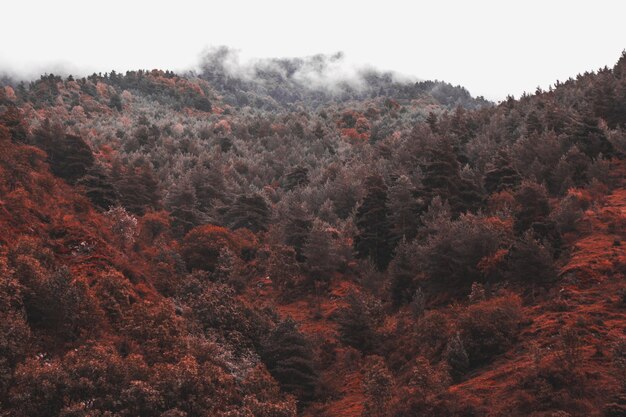 Photo trees in forest against sky during winter