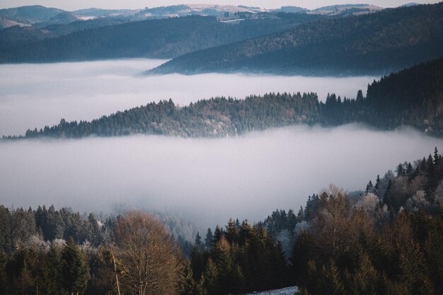 Foto alberi nella foresta contro il cielo durante l'inverno