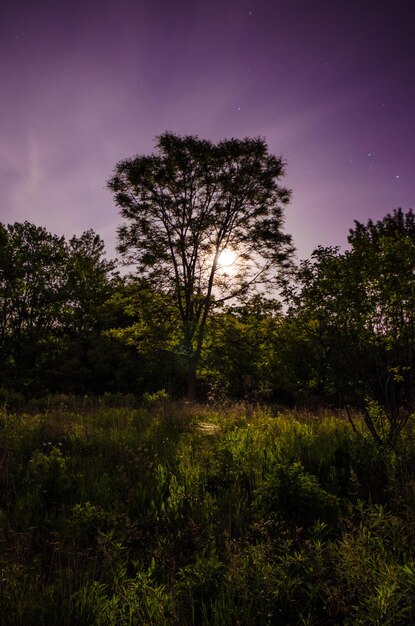 Foto alberi nella foresta contro il cielo notturno